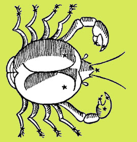 de kreeft